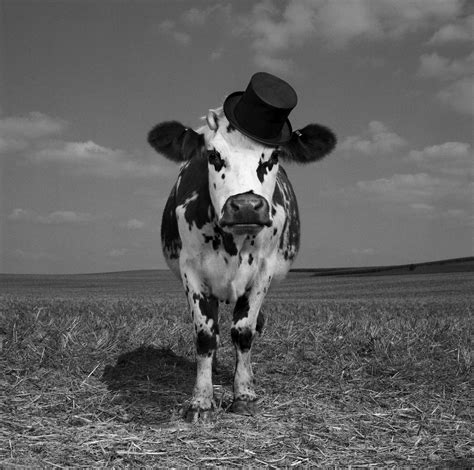 hermione the very stylish cow photo by jean baptiste mondino made