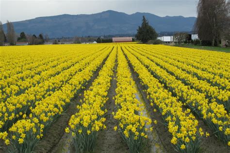 daffodil fields  tulip mania   story
