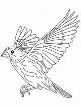 Coloring Pages Flight Canary Grosbeak Flying Bird Sparrow Drawing Birds Color Getdrawings Blue Printable Recommended sketch template
