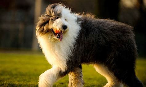 english sheepdog breed characteristics care  bechewy