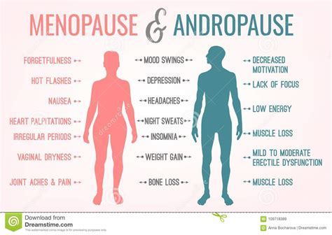 Menopause And Andropause Stock Vector Illustration Of