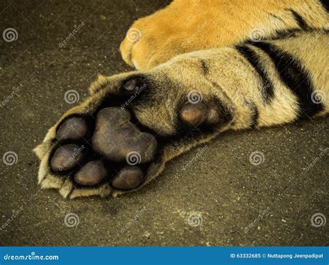foot  siberian tiger stock image image  tiger animal