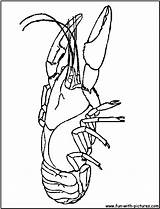 Coloring Crawfish Crayfish Stencil Mardi sketch template