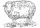 Coloring Sheep Pages sketch template