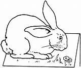 Rabbit Coloring Pages Table Bunny Printable Kids Animals Cute Gif Colorings Public Bestcoloringpagesforkids sketch template