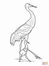 Crane Coloring Sandhill Printable Baby Pages Cranes Bird Outline Drawing Color Japanese Brolga Print Getdrawings Click Drawings Draw Search Coloringbay sketch template