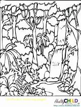 Rainforest Coloring Pages Forest Printable Tropical Trees Print Colouring Getcolorings Deciduous Color Rain Amazon sketch template