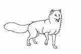 Fox Outline Coloring Pages Artic Tocolor sketch template