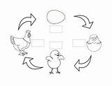 Cycle Chicken Cycles Label sketch template