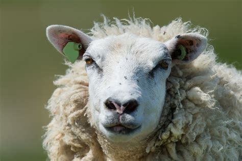 schapenziekten dierenkliniek marum
