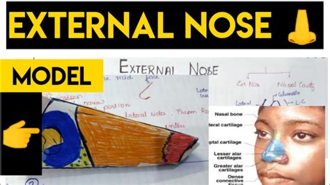 nose anatomy external nose youtube