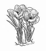 Crocus Flowers Illustration Clipart Coloring Clip Transparent Flower Background Pages Drawings Line Getcolorings Pinclipart Drawing Publicdomainpictures Shading sketch template