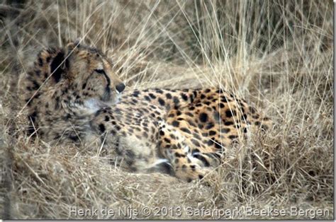 nice animal pictures cheetah  het hoge gras safaripark beekse bergen hilvarenbeek nl
