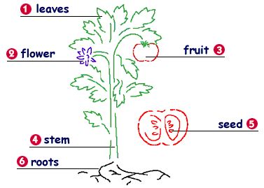 happy learning parts  plants