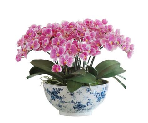 baby orchid plants  glendale ca  dezign shop