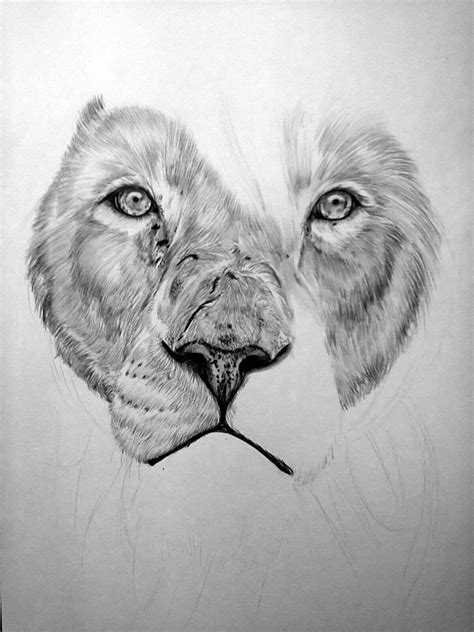 lion drawing  dyobanolo  deviantart