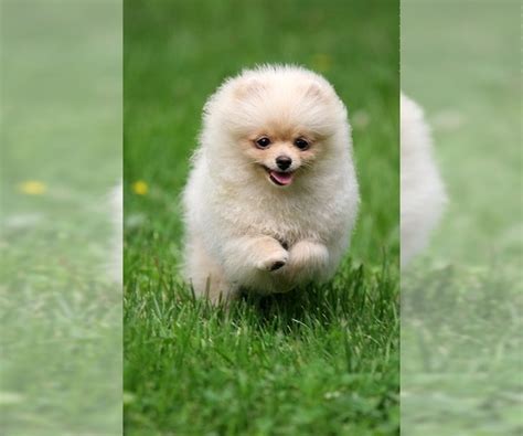 miniature spitz breed information  pictures  puppyfindercom