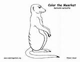 Meerkat Coloring Pages Template Printing Exploringnature sketch template