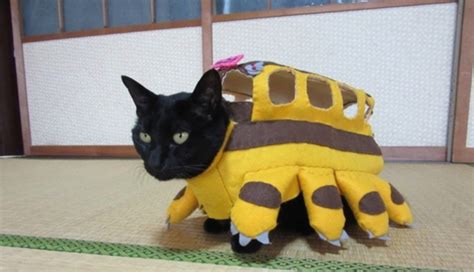 The Japanese Cat With Over 100 Cosplay Costumes