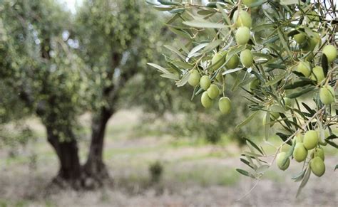grow olive trees faq olive grove oundle