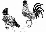 Haan Kip Rooster Afbeelding Hen Scratching Chickens sketch template