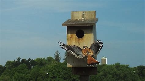 american kestrel nest box youtube