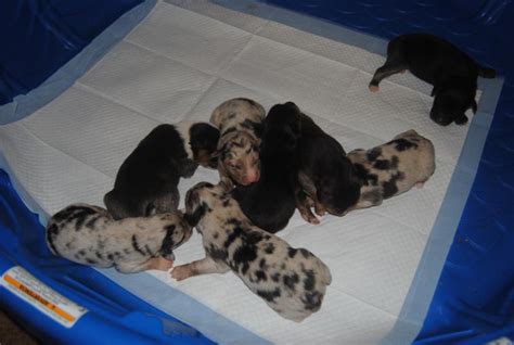 shamrock rose aussies exciting news shamrock rose and big ed s fireworks litter made their