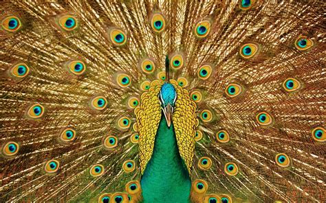 peacock wallpaper desktop wallpapers