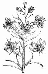 Larkspur Flower Drawing Tattoo 1612 Granger Botany Back Google Search Tattoos Photograph Clip Designs Drawings Sketches Choose Board 30th Uploaded sketch template