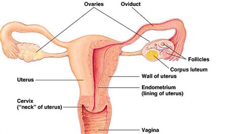 diagram uterus draw aflam neeeak