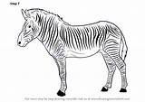 Animals Zoo Zebra Tutorials Enhance Stripes Let Drawingtutorials101 sketch template
