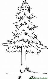 Coloring Tree Pine Pages Trees Cone Clipart Treehut Set Views Template sketch template