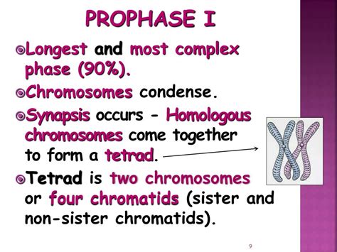 Ppt Meiosis Powerpoint Presentation Free Download Id 437027