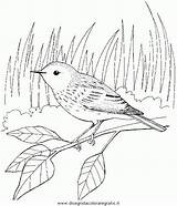 Uccelli Stampare Colora Condividi 2450 Pássaros sketch template