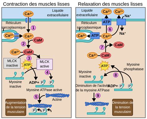 le mecanisme de contraction du muscle lisse labster theory