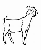 Goat Coloring Pages Livestock Face Color Drawing Clipart Printable Clip Getdrawings sketch template