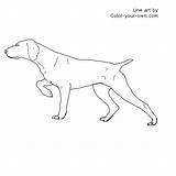 Pointer German Coloring Shorthair Dog Drawing Line Short Color Shorthaired Pages Hair Haired Own Drawings Pointers Visit sketch template