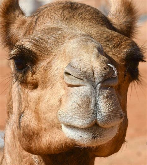camels face camels hump pet birds wildlife ceramics amazing face