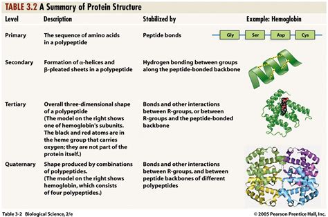 structure  protein google search biochemistry notes biochemistry