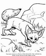 Coloring Animals Pages Fox Drawing Animal Drawings Fennec Desert Color Kids African Colouring Printable Print North Honkingdonkey Library Clipart Loading sketch template