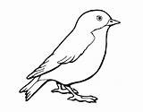 Sparrow Drawing Coloring Pages Jack Clipartmag Print sketch template