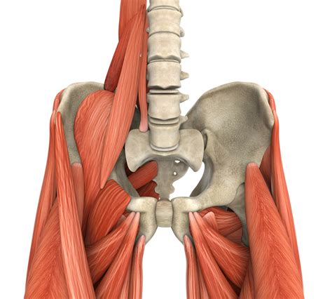 The Psoas The Hidden Muscle Of The Soul Spirit Science
