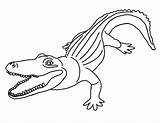 Alligator Coloring Pages Printable Caiman American Template Cartoon Turtle Snapping Cute Color Sheet Getcolorings Click Print Baby Fabtemplatez Getdrawings Colorings sketch template