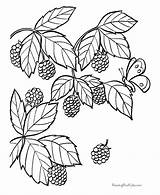 Coloring Blackberry Pages Fruit Printable Drawing Color Spirit Berries Fruits Food Bush Berry Print Kids Clipart Raisingourkids Animal Draw Sheets sketch template