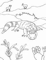 Desert Gila Monster Coloring Animals Drawing Pages Drawings Printable Easy Books Sonoran Oasis Getdrawings Sketch Designlooter Paintingvalley Arnold Caroline Science sketch template