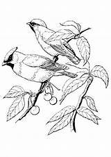 Vogels Vogel Birds Ausmalbilder Malvorlage Maak Dieren Persoonlijke Stimmen Zo sketch template