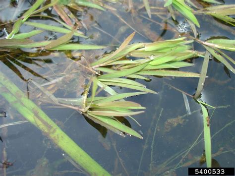 southern watergrass luziola fluitans