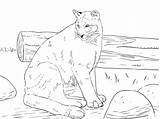Puma Florida Panther Panthers Lions Cougar Pumas Nina Supercoloring sketch template