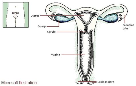 sistemul reproducator feminin