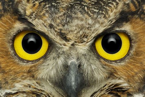 curriculum superfriends owl eyes abc tv science